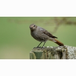 Rotschwanz DSC06370.jpg